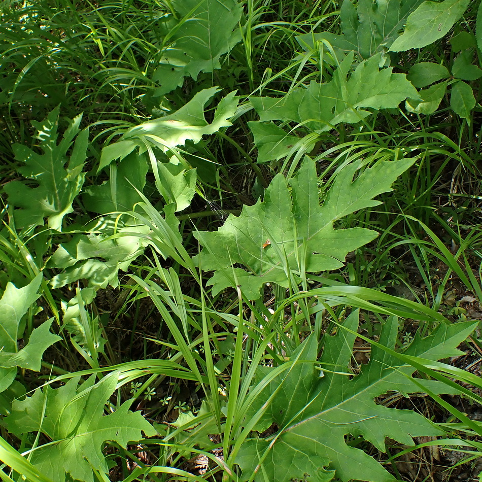 Image of Synurus deltoides specimen.