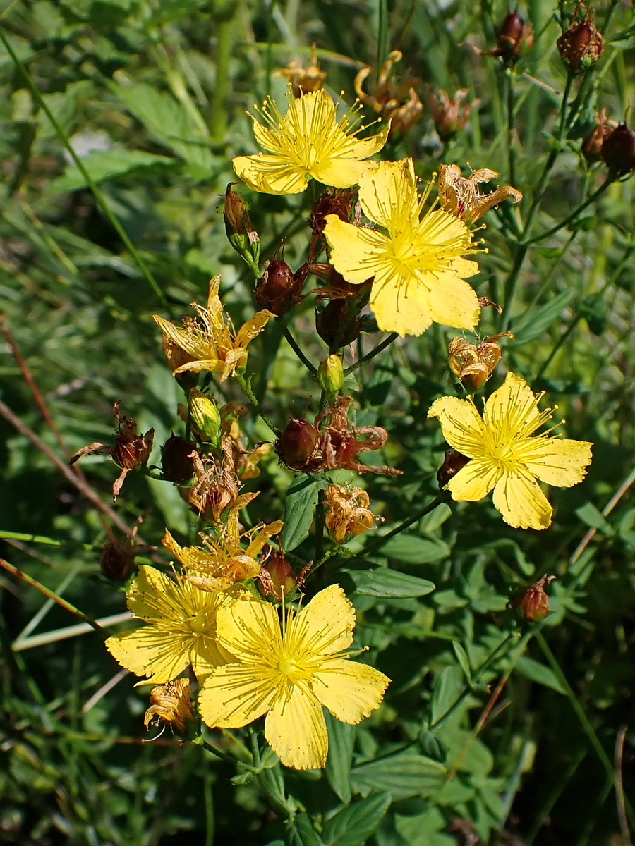 Изображение особи Hypericum attenuatum.