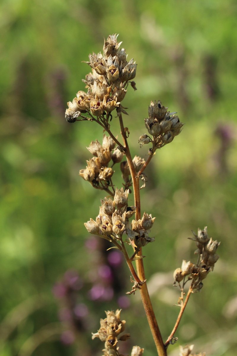 Image of Polemonium caeruleum specimen.