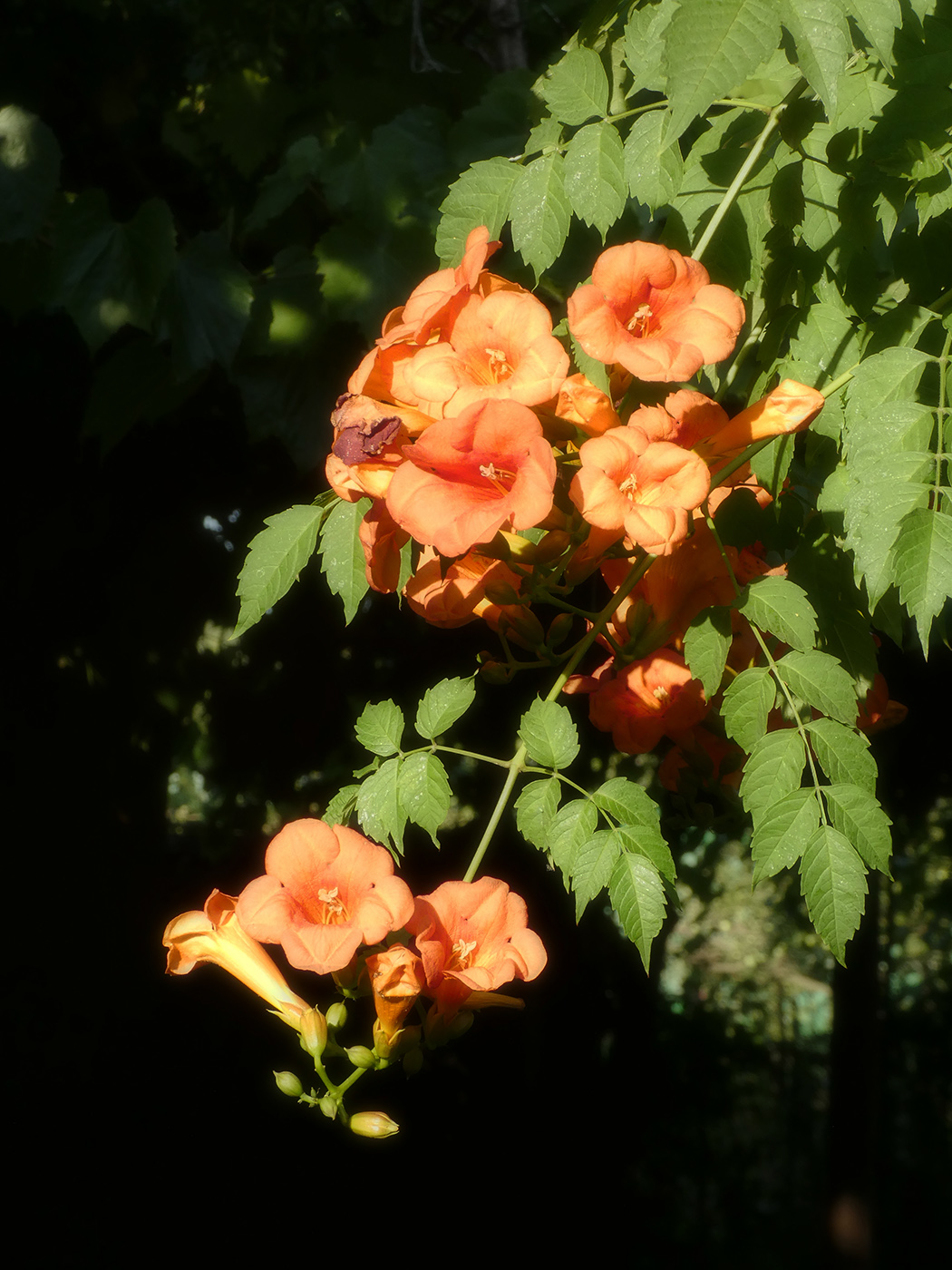 Image of Campsis radicans specimen.
