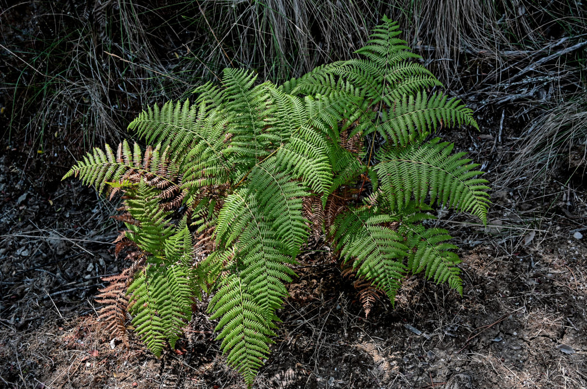 Изображение особи Pteridium aquilinum.