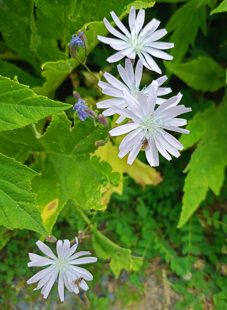 Изображение особи Cicerbita racemosa.