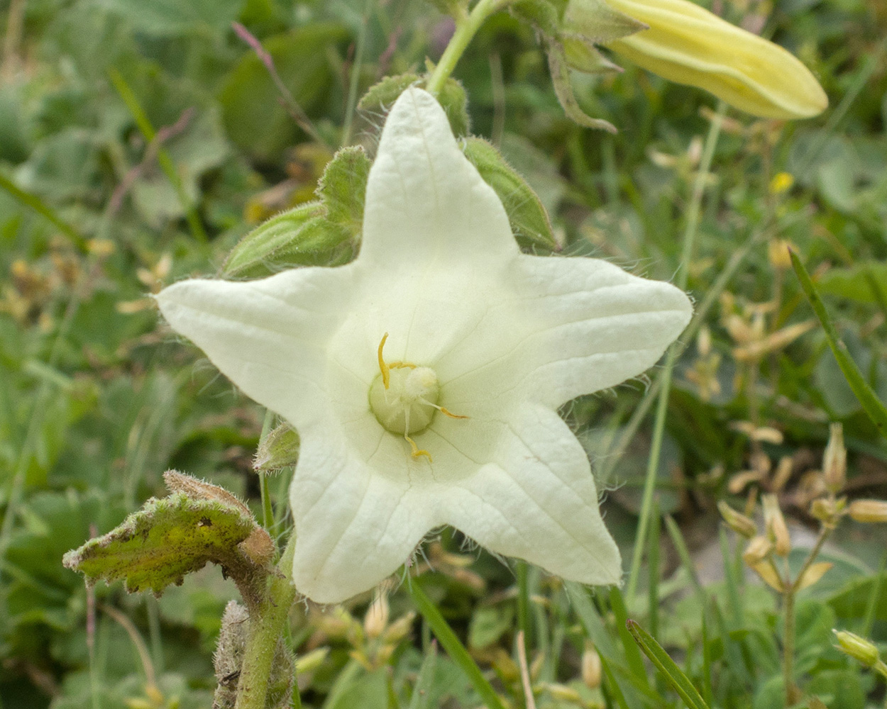 Image of Campanula dolomitica specimen.