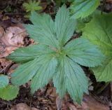 Изображение особи. Автор - Игорь Павлов