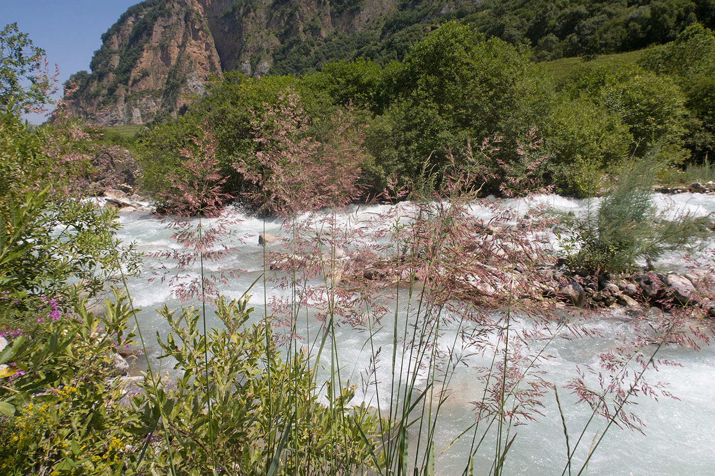 Изображение особи Calamagrostis balkharica.