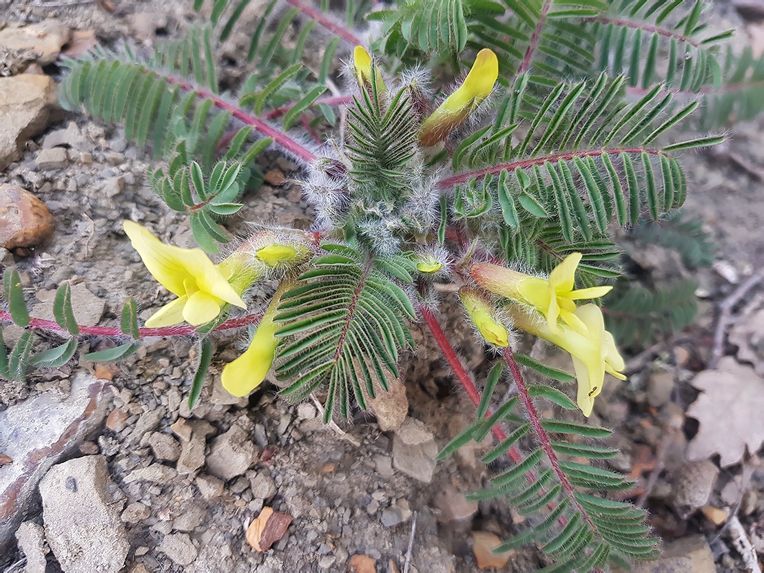 Image of Astragalus utriger specimen.