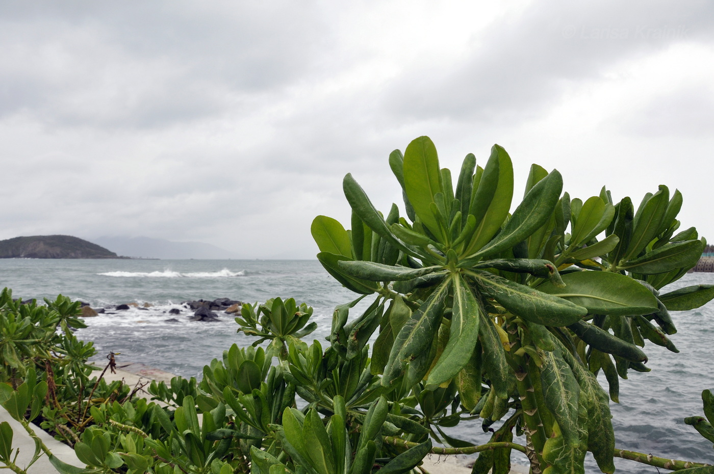 Изображение особи Scaevola taccada.