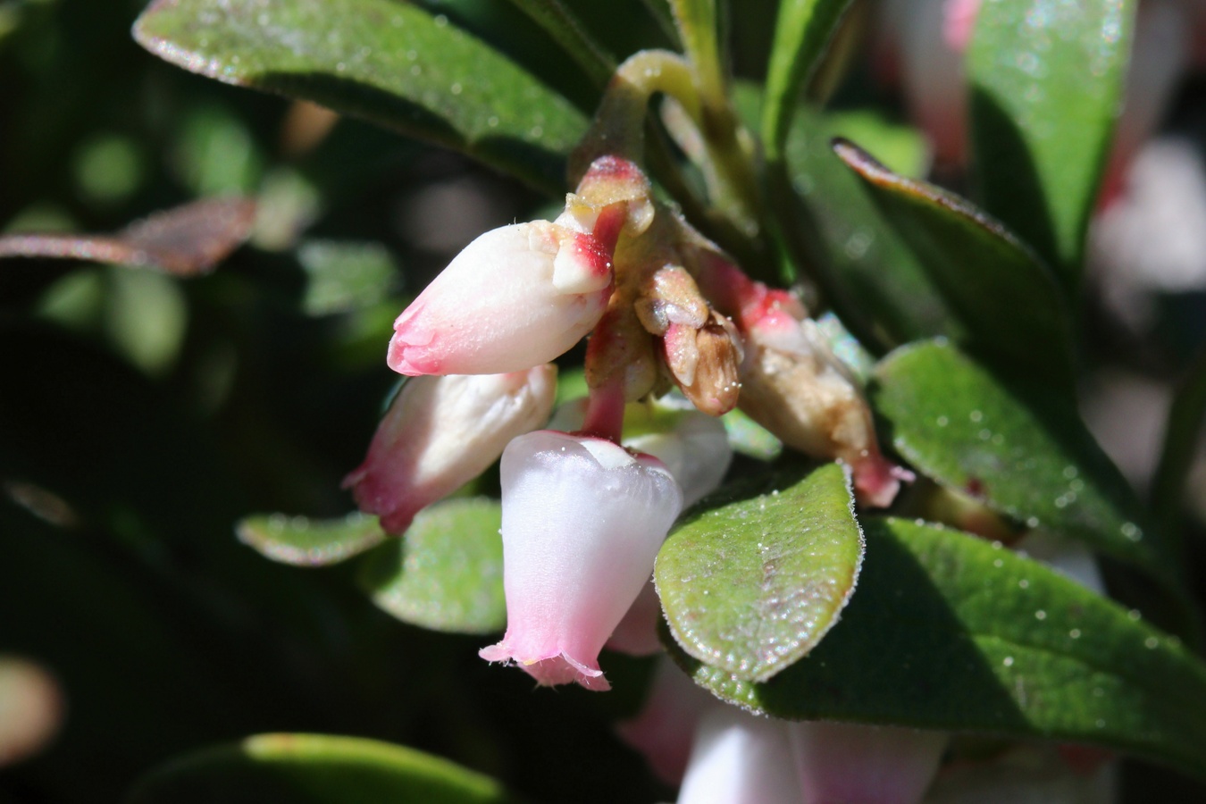 Изображение особи Arctostaphylos uva-ursi.