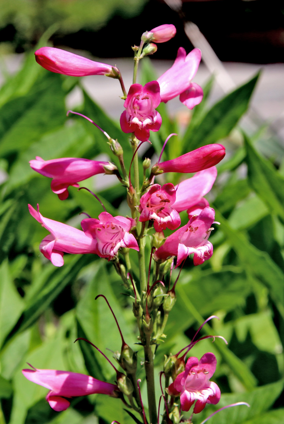 Изображение особи Penstemon barbatus.