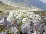 Heracleum asperum. Верхушка побега с соцветием. Кабардино-Балкария, Черекский р-н, дол. р. Псыгансу, ≈ 2400 м н.у.м., донная морена, альпийский луг. 29.07.2025.