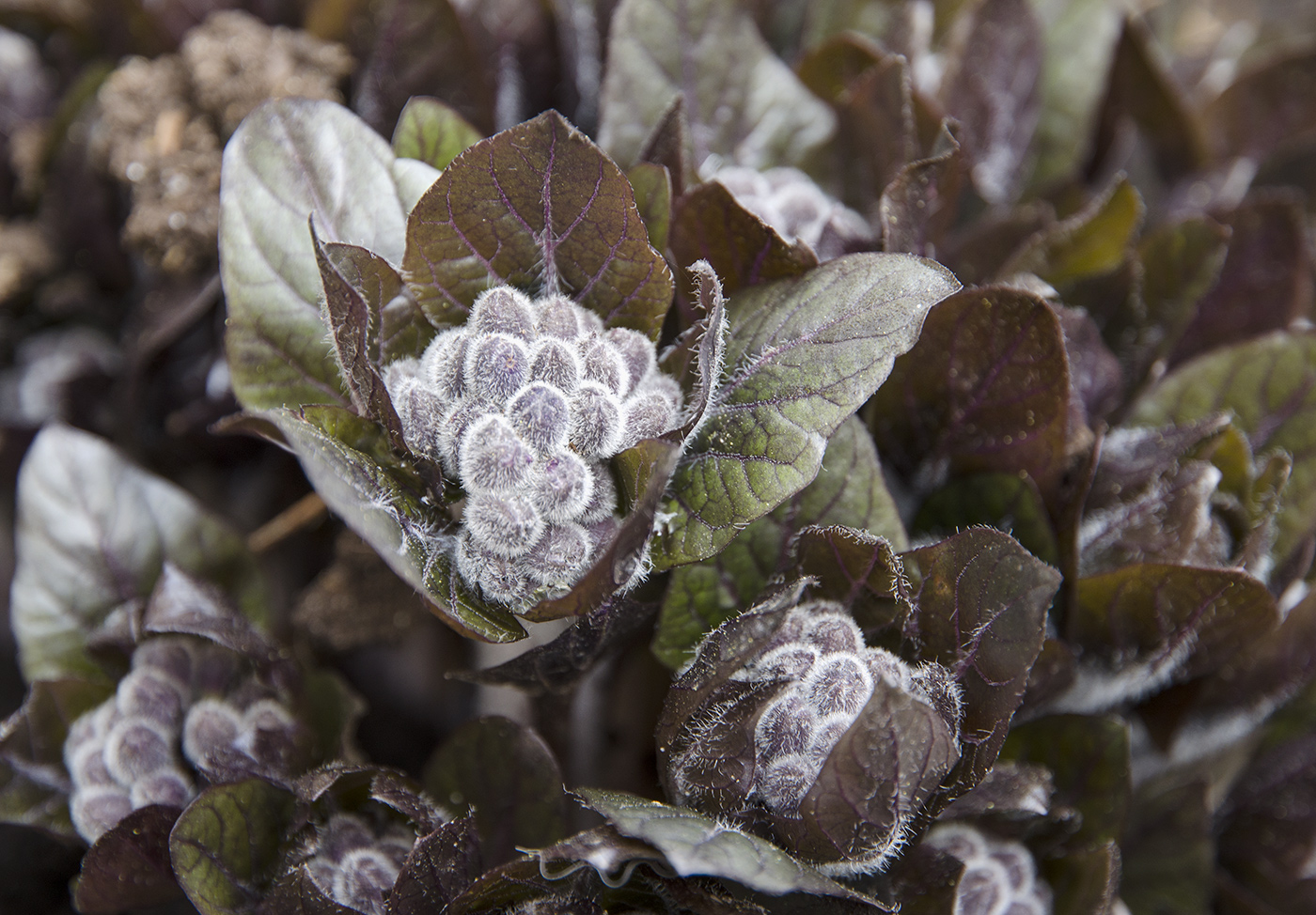 Изображение особи Physochlaina physaloides.