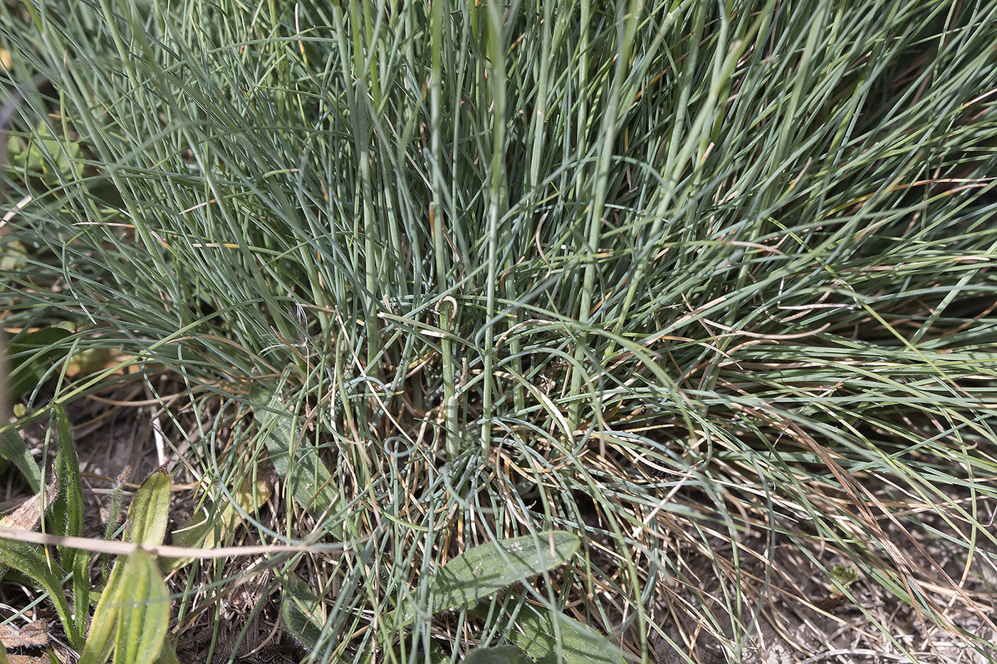 Изображение особи род Festuca.