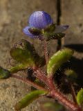 Veronica acinifolia