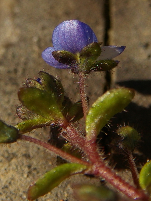 Изображение особи Veronica acinifolia.