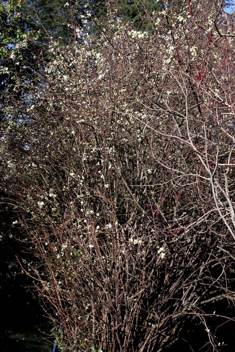 Изображение особи Chaenomeles × vilmoriniana.