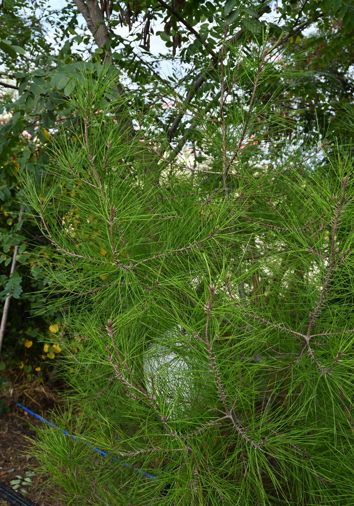 Image of class Pinopsida specimen.