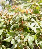 Alectryon tomentosum. Побег с соцветиями и соплодиями. Израиль, г. Кирьят-Оно, сквер. 08.02.2026.