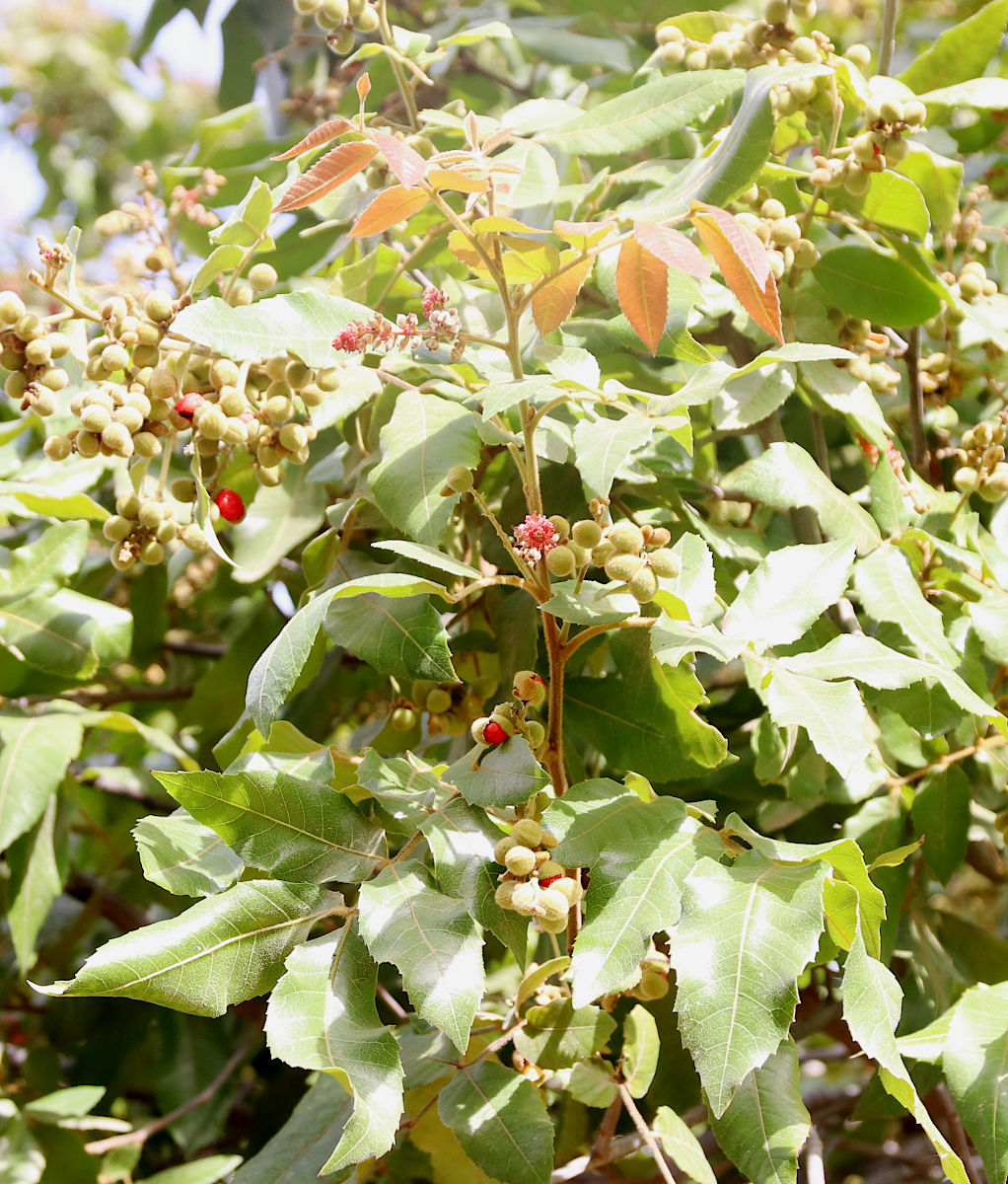 Image of Alectryon tomentosum specimen.