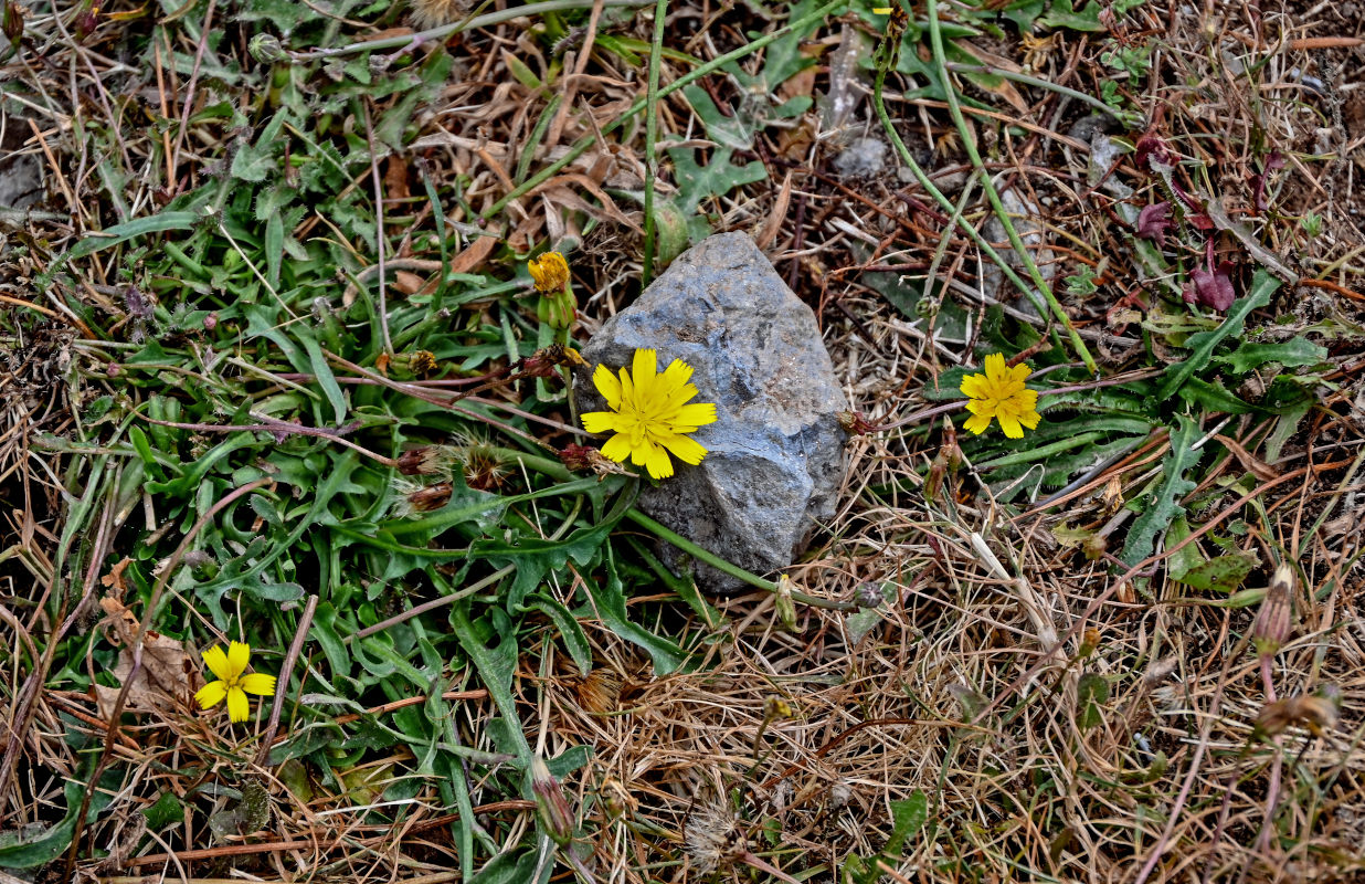 Изображение особи Crepis capillaris.