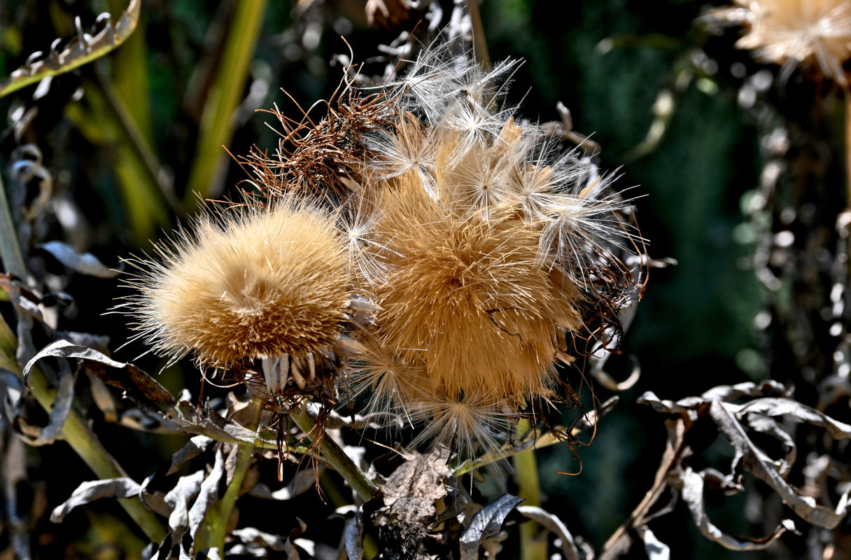 Image of Cynara scolymus specimen.