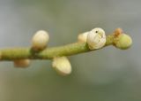 Image of taxon representative. Author is Лариса Крайник