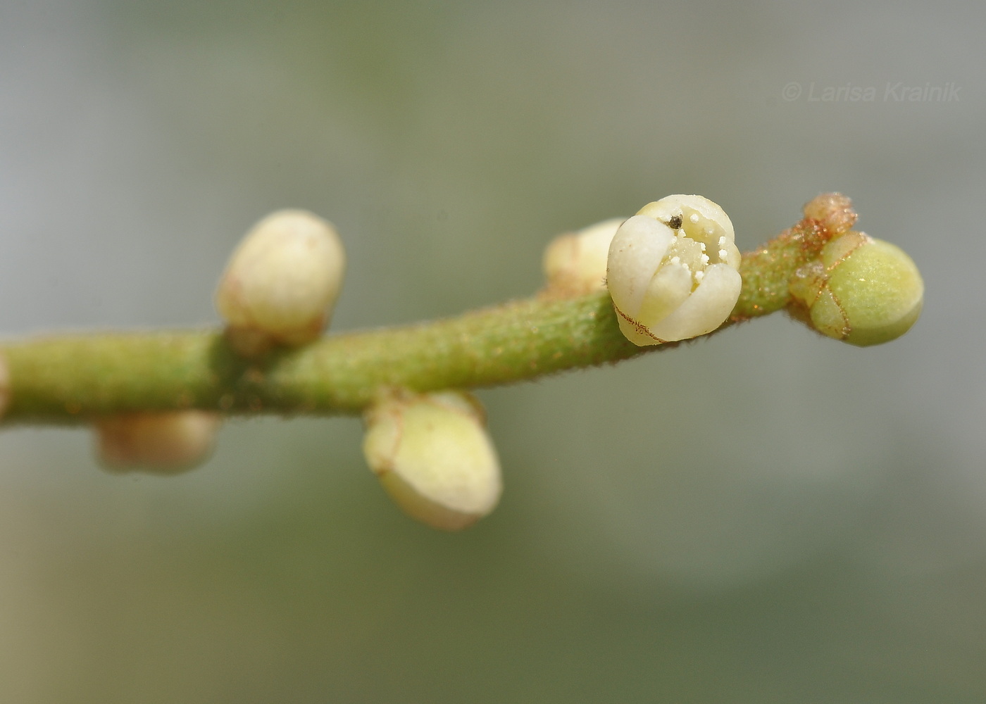 Image of Cassytha filiformis specimen.