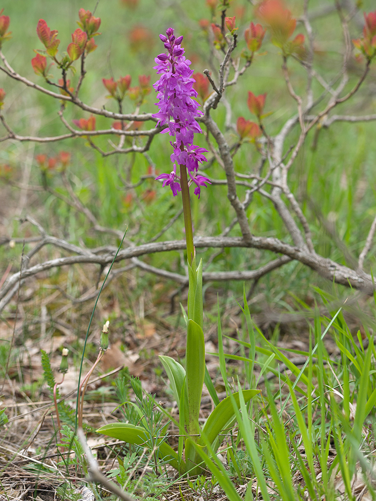 Изображение особи Orchis mascula.