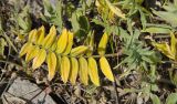 Oxytropis kasakorum. Жёльый лист. Оренбургская обл., Саракташский р-н, Жёлтинский сельсовет, окр. хут. Султанбаево, луговая степь. 9 июня 2025 г.