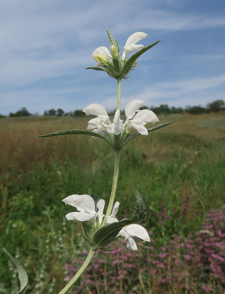 Изображение особи Phlomis pungens.