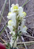 Linaria supina