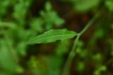 род Hieracium