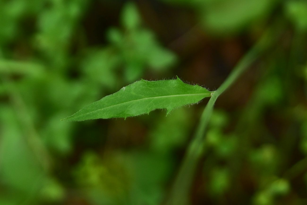 Изображение особи род Hieracium.
