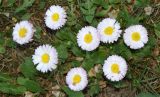 Bellis perennis