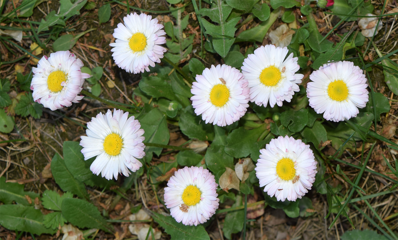 Image of Bellis perennis specimen.