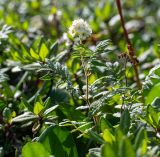 Sorbaria rhoifolia. Верхушка побега с соцветием (справа - сухое прошлогоднее соцветие). Хабаровский край, р-н имени Лазо, массив горы Ко, гора Столовая, выс. ≈ 1740 м н.у.м., каменная россыпь. 02.08.2026.