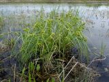 Carex capricornis. Цветущее растение. Хабаровский край, г. Комсомольск-на-Амуре, водоём. 20.06.2026.