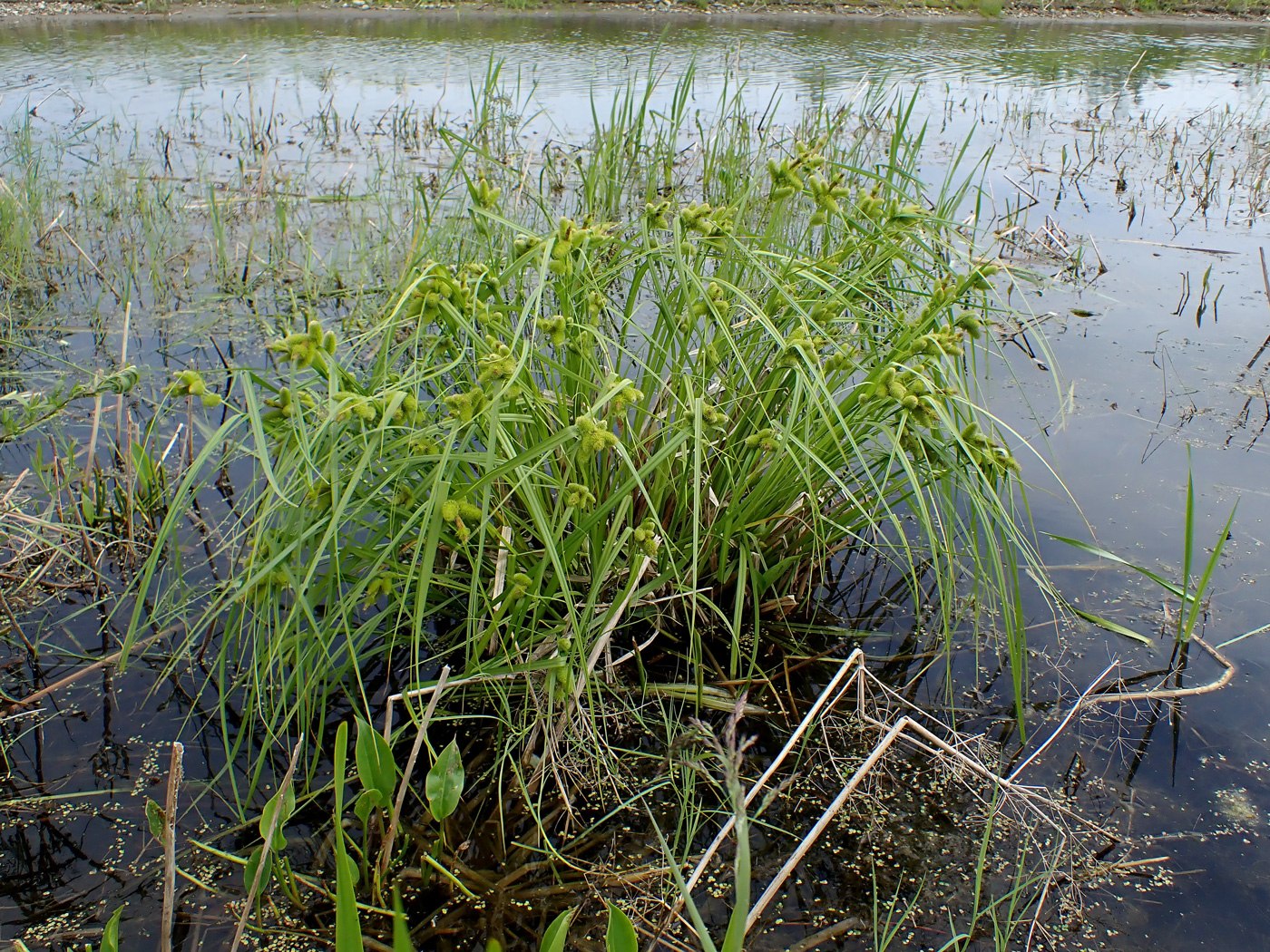 Изображение особи Carex capricornis.
