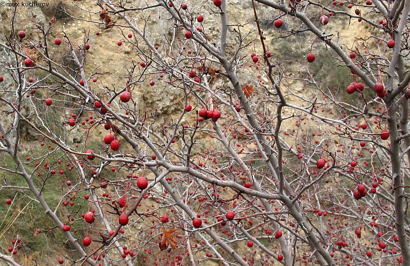 Изображение особи Crataegus ambigua.