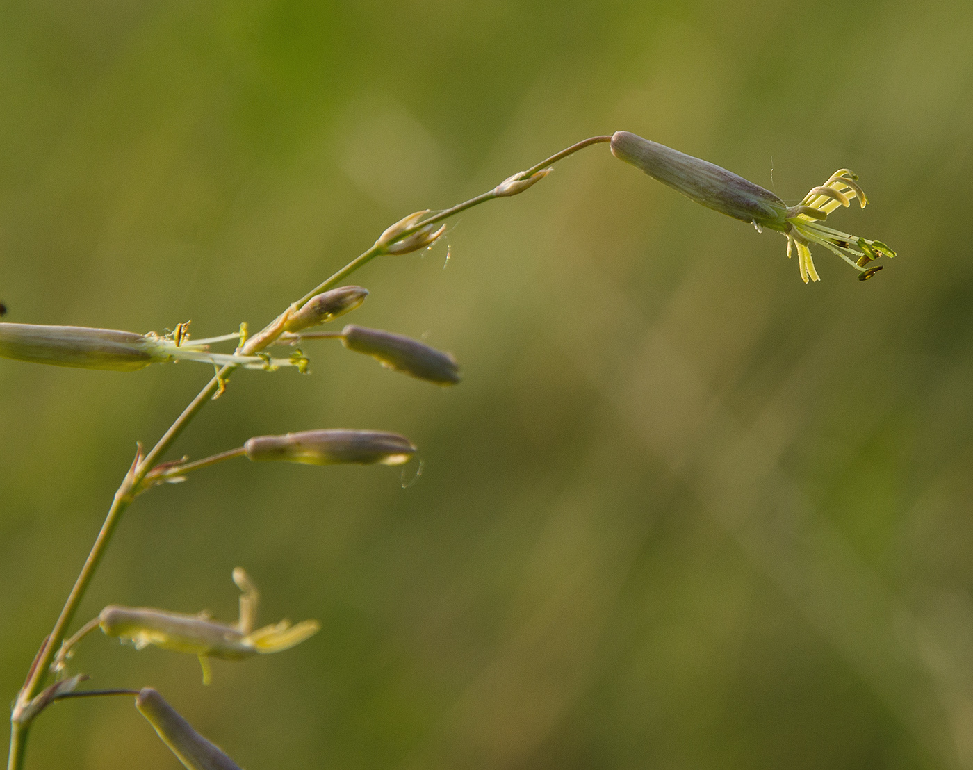 Изображение особи Silene chlorantha.