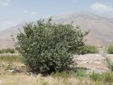 Cercis griffithii. Плодоносящее растение. Таджикистан, Хатлонская обл., Шамсиддин-Шохинский р-н, окр. кишлака Анджиробод, дол. р. Пяндж, ≈ 920 м н.у.м., приречная терраса. 29 июня 2026 г.
