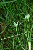 род Ornithogalum