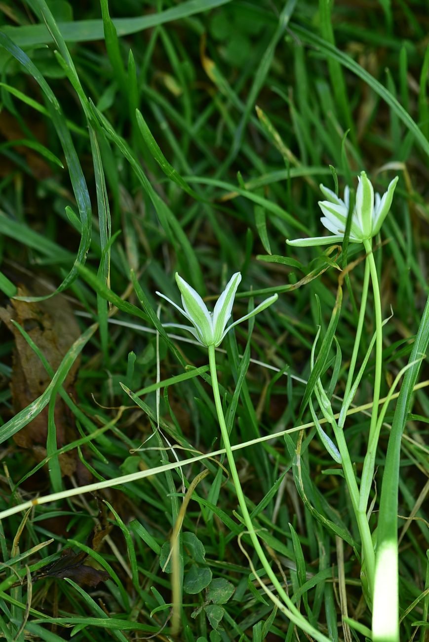 Image of genus Ornithogalum specimen.