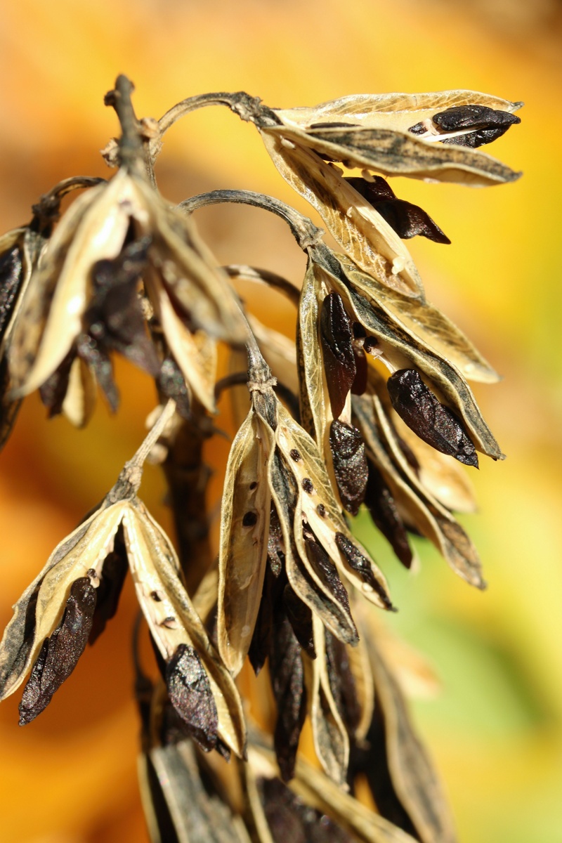 Image of genus Hosta specimen.