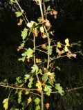 род Crataegus