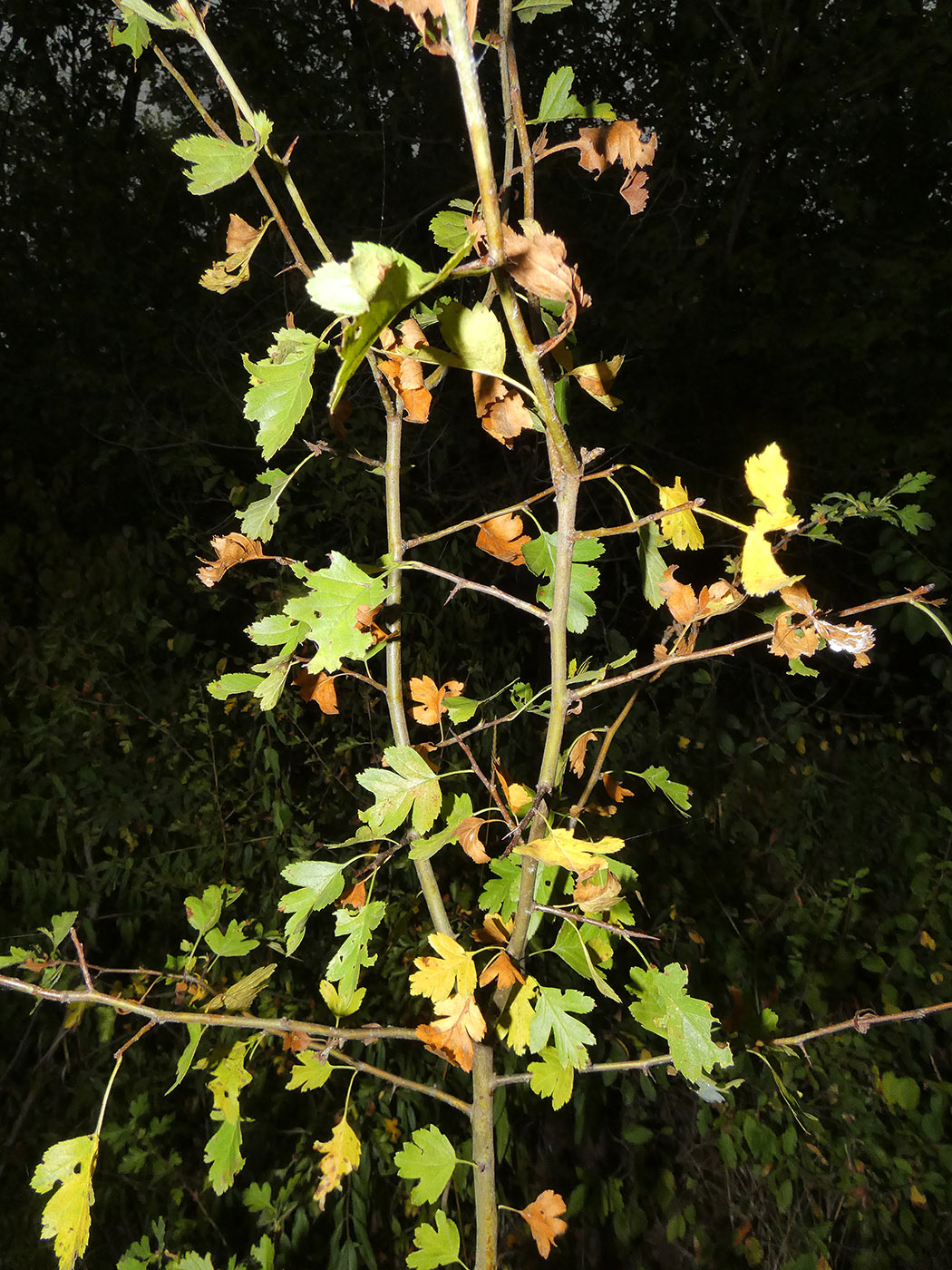 Изображение особи род Crataegus.