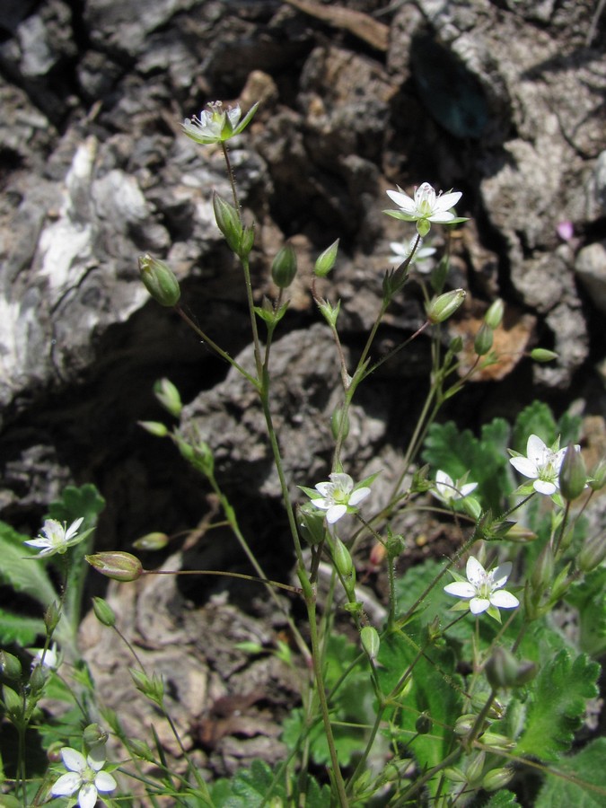 Изображение особи Minuartia hybrida.