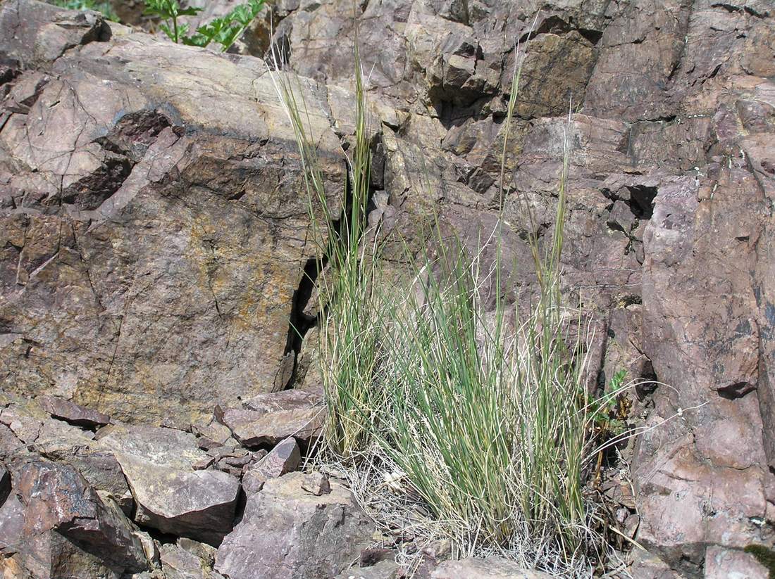 Изображение особи Stipa caucasica.