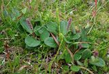 Salix reticulata