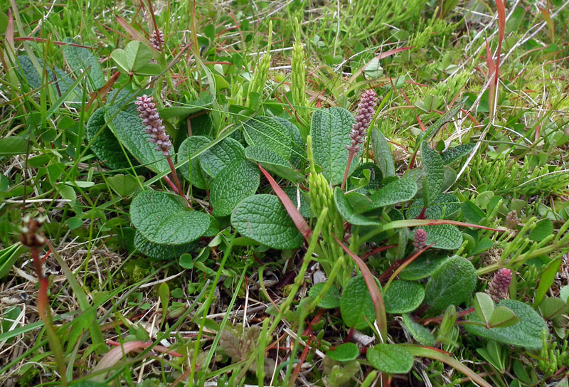 Изображение особи Salix reticulata.