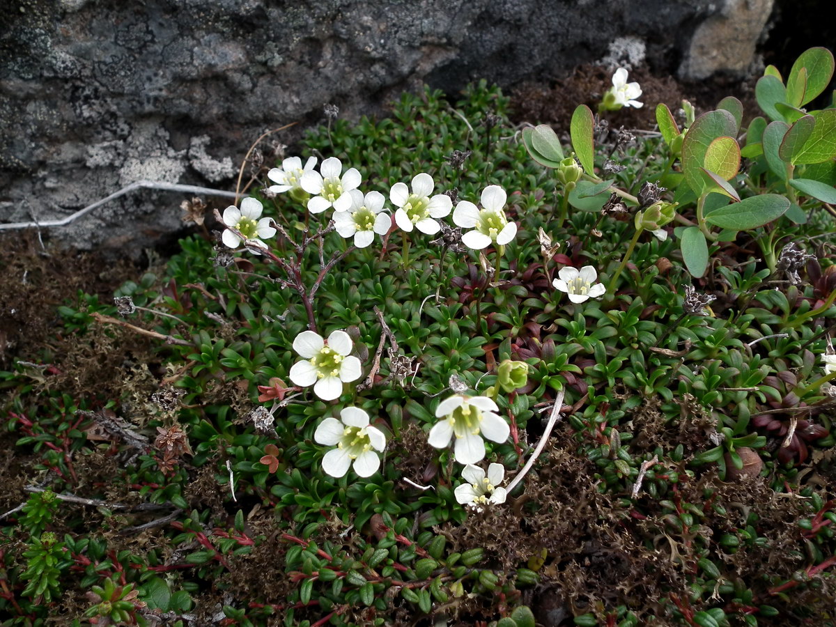 Изображение особи Diapensia lapponica.